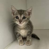 Thumbnail photo of ANCHOR #3