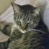 Thumbnail photo of Tiger #1