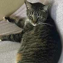 Thumbnail photo of Tiger #4