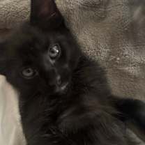 Thumbnail photo of Juniper #3