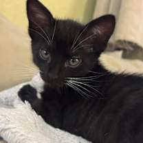 Thumbnail photo of Clover #1