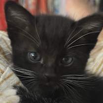 Thumbnail photo of Clover #4