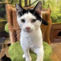 Thumbnail photo of Spaghetti #1