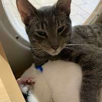 Thumbnail photo of Basil #2