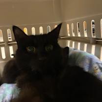 Thumbnail photo of Incubator #2