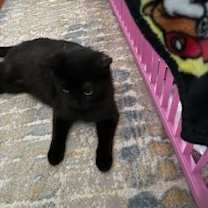 Thumbnail photo of Kaia #2