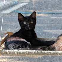 Thumbnail photo of Everett #1