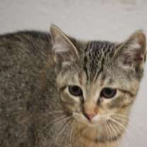 Thumbnail photo of Roxy #1