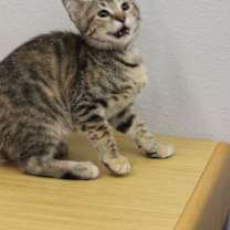 Thumbnail photo of Magnolia #1