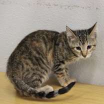 Thumbnail photo of Magnolia #2