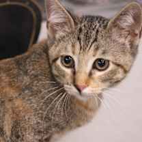 Thumbnail photo of Magnolia #3