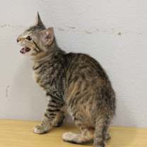 Thumbnail photo of Magnolia #4