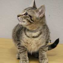 Thumbnail photo of Cleveland #2