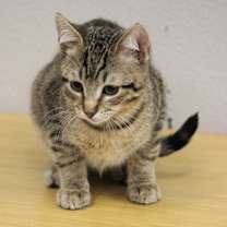 Thumbnail photo of Cleveland #3