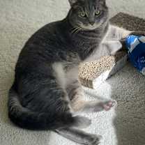 Thumbnail photo of Lofty #2