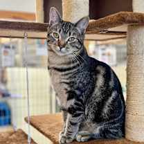 Thumbnail photo of Lion #1