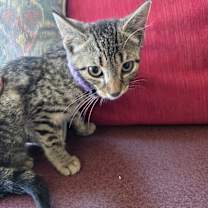 Thumbnail photo of Season Kitties : Summer #1