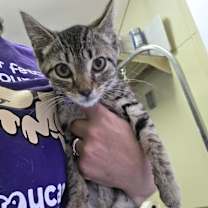 Thumbnail photo of Season Kitties : Summer #2