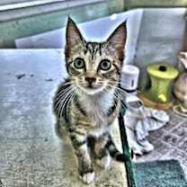 Thumbnail photo of Presley #1