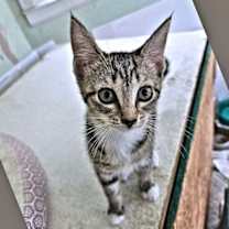 Thumbnail photo of Presley #2