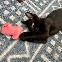 Thumbnail photo of TILLY #3