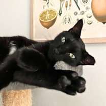 Thumbnail photo of Rego #4