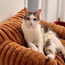 Thumbnail photo of Elmer #1