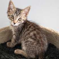 Thumbnail photo of Ralphie #2