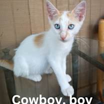Thumbnail photo of Cowboy #2