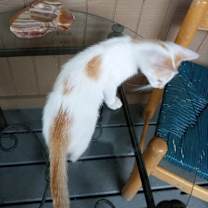 Thumbnail photo of Cowboy #3