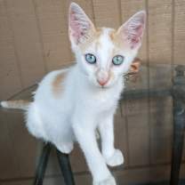 Thumbnail photo of Cowboy #1