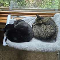 Thumbnail photo of Stevie #3