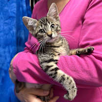 Thumbnail photo of BELLA #1