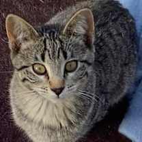 Thumbnail photo of Tabby #2