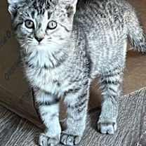 Thumbnail photo of KITTEN REY #1