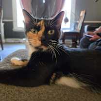 Thumbnail photo of Urabella #2