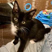 Thumbnail photo of Cinder #1