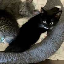 Thumbnail photo of Cinder #2