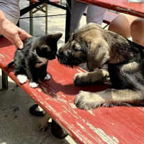 Thumbnail photo of Cinder #3