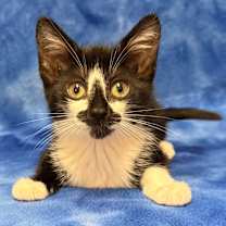 Thumbnail photo of ALICE #1