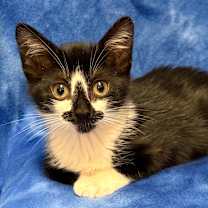 Thumbnail photo of ALICE #3