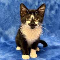 Thumbnail photo of ALICE #4