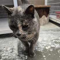 Thumbnail photo of Momma #3