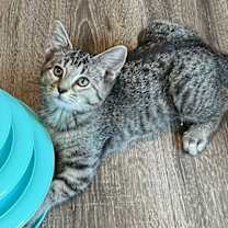 Thumbnail photo of KITTEN REY #1