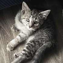 Thumbnail photo of KITTEN REY #2