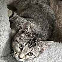 Thumbnail photo of KITTEN REY #4