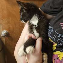 Thumbnail photo of Sylvester #2