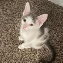 Thumbnail photo of Bartholomew #3