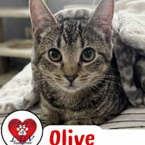 Thumbnail photo of Olive Bethpage #1