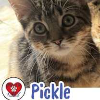 Thumbnail photo of Pickle Bethpage #1